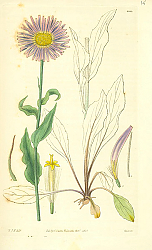 Постер Curtis Ботаника №52