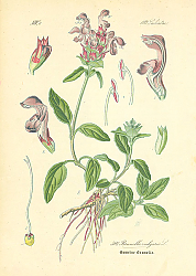 Постер Labiatae, Brunella vulgaris 1