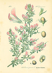 Постер Leguminosae, Ononis spinosa 1
