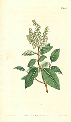 Постер Curtis Ботаника №79