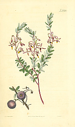 Постер Curtis Ботаника №77