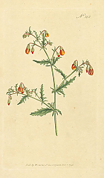 Постер Curtis Ботаника №64