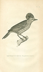 Постер Oxyrhynchus Flammiceps