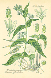 Постер Asclepiadaceae, Vincetoxicum officinale Monch 1