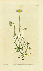 Постер Curtis Ботаника №46