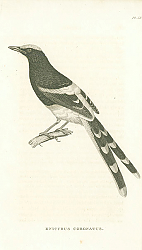 Постер Enicurus Coronatus