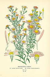 Постер Michaelmas Daisies (A) Aster Versicolor (B) Aster Formosissimus 1