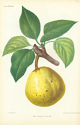 Постер Poire Bergamote Leseble 1