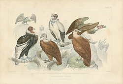 Постер King of Vulture, Sociable Vulture, Bearded Vulture Orlammergeyer, Griffon Vulture,Condor 1