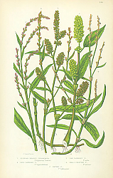 Постер Slender Headed Persecaria, Pale Flowered, lax Flowered, Small Creeping, Biting 1