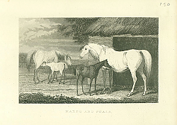 Постер Mares and Foals