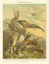 Постер Deutsche Raubvogel