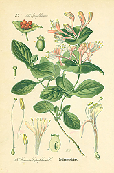 Постер Caprifoliaceae, Lonicera Caprifolium 1