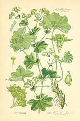 Постер Rosaceae, Poterieae, Alchemilla vulgaris 1