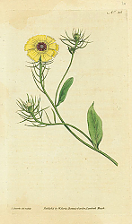 Постер Curtis Ботаника №56
