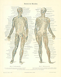 Постер Muskeln des Menschen