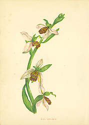 Постер Bee Orchis 1