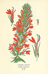 Постер Cardinal Flower (Lobelia Cardinalis) 1