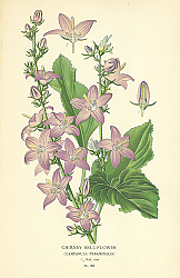 Постер Chimney Bell-flower (Campanula Pyramidalis) 1