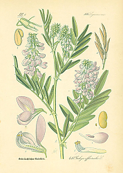 Постер Leguminosae, Galega officinalis 1