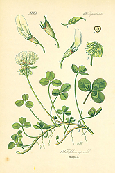 Постер Leguminosae, Trifolium repens 1