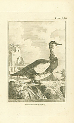Постер The Muscovy Duck