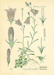 Постер Campanulaceae, Campanula rotundifolia 1