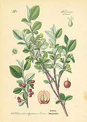 Постер Rosaceae, Pomeae, Cotoneaster integerrima Medicus 1
