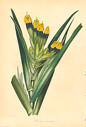 Постер Dark-Flowered Witsenia [Witsenia Maura] 1