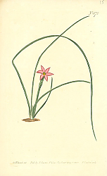 Постер Curtis Ботаника №60
