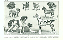 Постер Die Doggen, deren Abkommlinge und Zwergformen