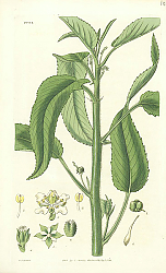 Постер Curtis Ботаника №69