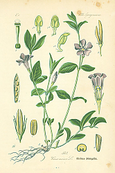 Постер Apocynaceae, Vinca minor 1
