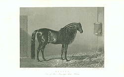 Постер Beauty, One of Her Majestys State Horses