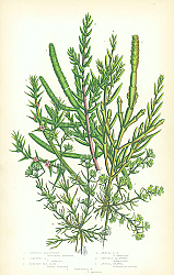 Постер Jointed Glasswort, Creeping, Shrubby Sea Blite, Annual, Prickly Saltwort, Annual Knawel, Perennial 1