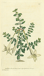 Постер Curtis Ботаника №41