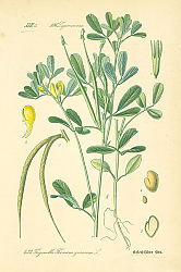 Постер Leguminosae, Trigonella Foenum graecum 1