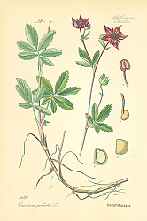 Постер Rosaceae, Potentilleae, Comarum palustre 1