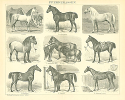 Постер Породы лошадей 2