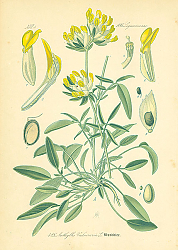 Постер Leguminosae, Anthyllis Vulneraria 1