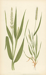 Постер Setaria Verticillata, S. Viridis 1