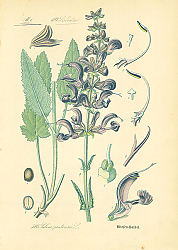 Постер Labiatae, Salvia pratensis 1