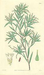 Постер Curtis Ботаника №47