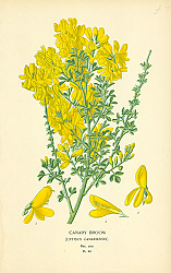 Постер Canary Broom (Cytisus Canariensis) 2