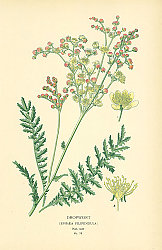 Постер Dropwort (Spiraea Filipendula) 1
