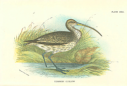 Постер Common Curlew