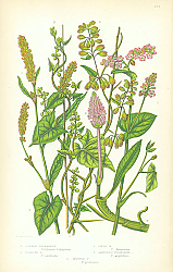 Постер Common Buckwheat, Climbing, Copse, Amphibius Persecaria, Spotted 1