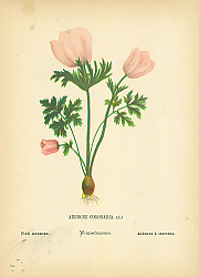 Постер Anemone Coronaria 1