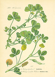 Постер Leguminosae, Medicago lupulina, Medicago maculata Wildldenon 1