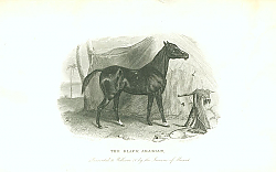 Постер The Black Arabian